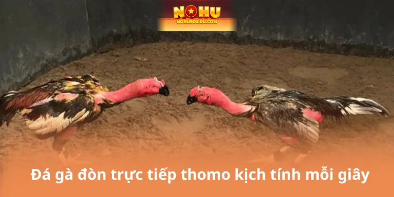 Đá gà đòn trực tiếp thomo kịch tính mỗi giây