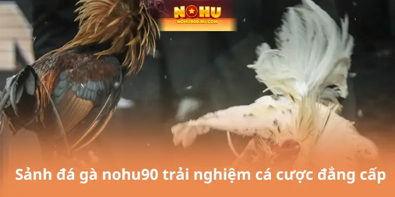 Sảnh đá gà nohu90 trải nghiệm cá cược đẳng cấp